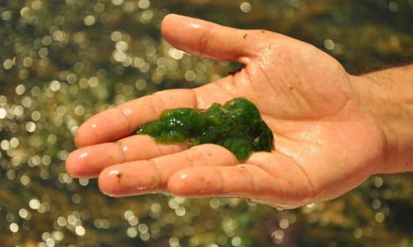 Az alga könnyen megtelepszik a hajókon